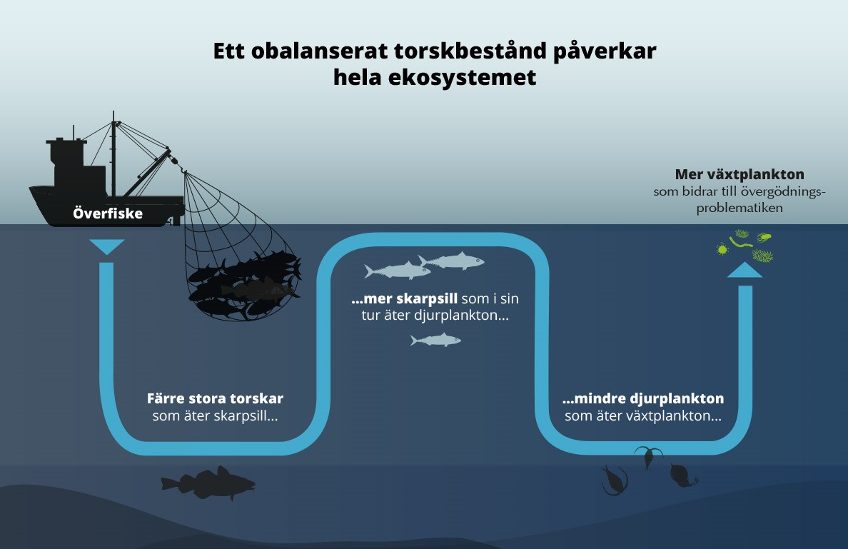 effects of overfishing